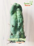 GardenShaman.eu - Conker King, Trichocereus, Bridgesii, Conker, rari