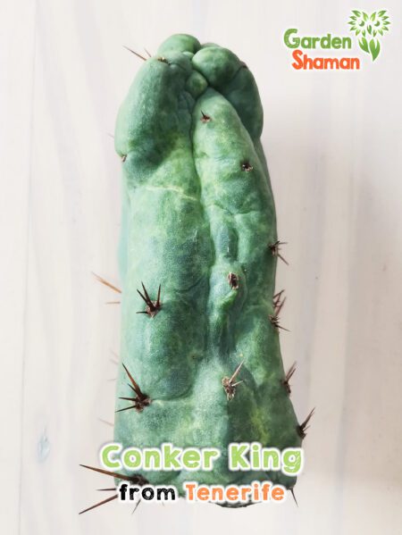 GardenShaman.eu - Conker King, Trichocereus, Bridgesii, Conker, raro