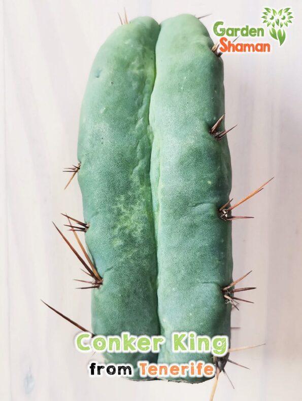 GardenShaman.eu - Conker King, Trichocereus, Bridgesii, Conker, raro