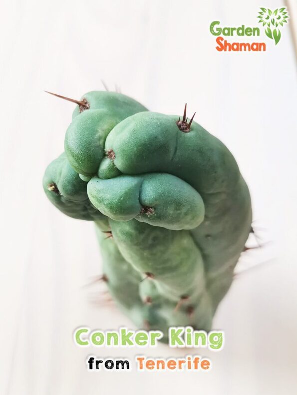 GardenShaman.eu - Conker King, Trichocereus, Bridgesii, Conker, raro