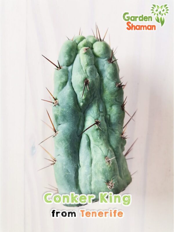 GardenShaman.eu - Conker King, Trichocereus, Bridgesii, Conker, raro