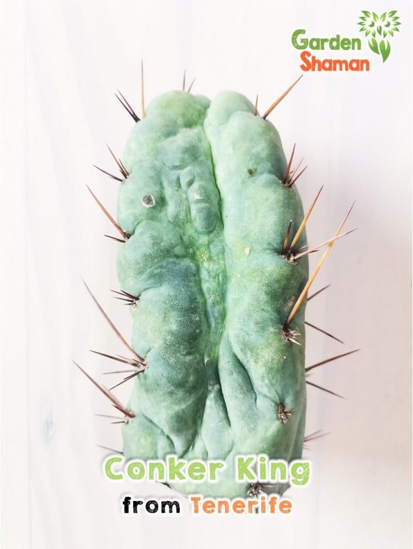 GardenShaman.eu - Conker King, Trichocereus, Bridgesii, Conker, rare