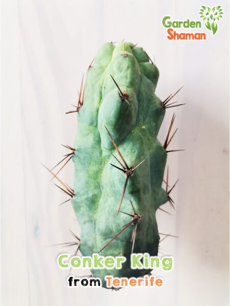 GardenShaman.eu - Conker King, Trichocereus, Bridgesii, Conker, raro