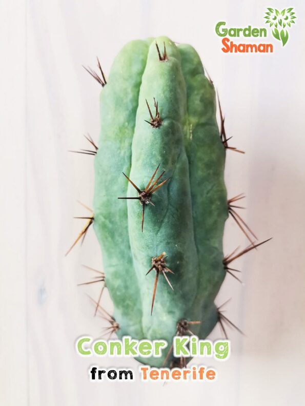 GardenShaman.eu - Conker King, Trichocereus, Bridgesii, Conker, raro