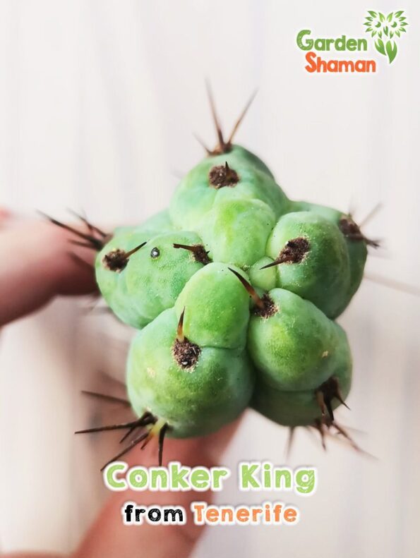 GardenShaman.eu - Conker King, Trichocereus, Bridgesii, Conker, rare