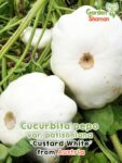 GardenShaman.eu - Calabaza Patisson Cucurbita pepo var. patisoniana 'Custard White' semillas