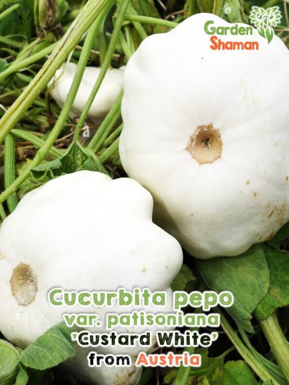 GardenShaman.eu - Patisson squash Cucurbita pepo var. patisoniana 'Custard White' seeds seeds