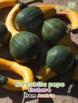 GardenShaman.eu - Courge Koshare, Curcubita pepo Graines