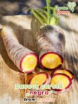 GardenShaman.eu – Daucua carota negra