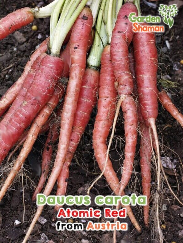 GardenShaman.eu - Carrot Atomic Red Daucus carota seeds seeds