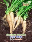 GardenShaman.eu - Carrot Lunar White, Daucus carota seeds seeds