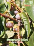 GardenShaman.eu - Lotus plum, Diospyros lotus seeds, seeds