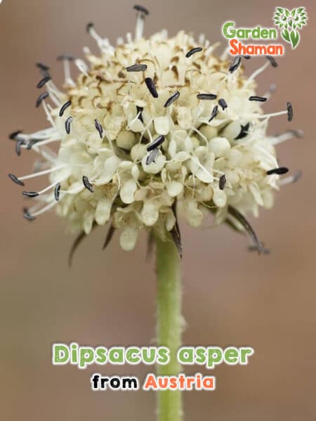 GardenShaman.eu - Dipsacus asper seeds Samen