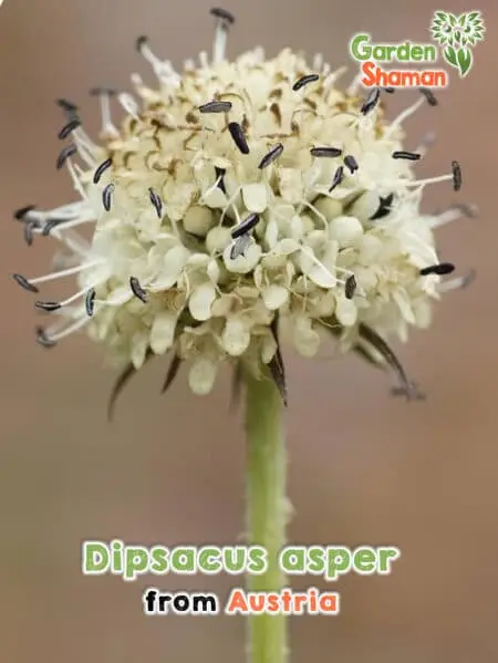 GardenShaman.eu - Dipsacus asper seeds Seeds