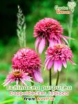 GardenShaman.eu - Echinacée pourpre Echinacea purpurea à deux étages Indiaca Graines indiennes