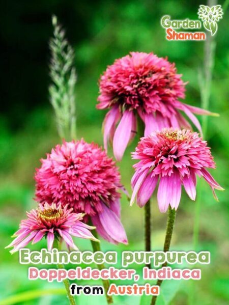 GardenShaman.eu - Fiore di conifera Echinacea purpurea double decker Indiaca semi semi