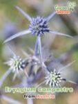 GardenShaman.eu - Eryngium campestre field manure seeds seeds