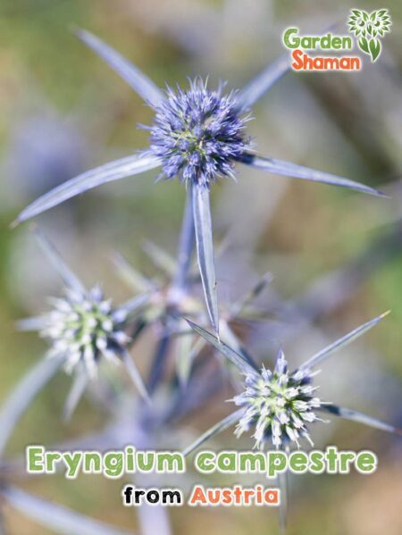 GardenShaman.eu - Eryngium campestre field manure seeds seeds