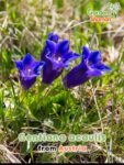 GardenShaman.eu - Gentiana acaulis