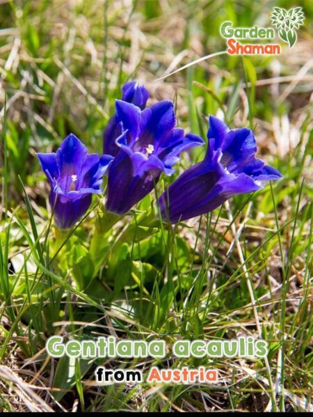 GardenShaman.eu - Gentian, Gentiana acaulis seeds seeds