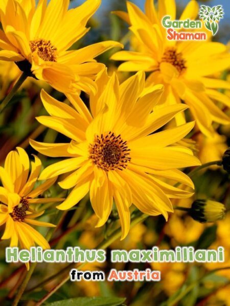 Gardenshaman.eu - Helianthus maximiliani, Maximilian sunflower seeds seeds