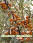 GardenShaman.eu – Hippophae rhamnoides