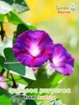 GardenShaman.eu - Ipomoea purpurea