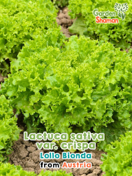 GardenShaman.eu - Laitue Lollo Bionda, Lactuca sativa var. crispa Semences