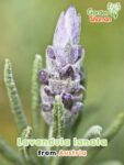 GardenShaman.eu - Lavandula lanata