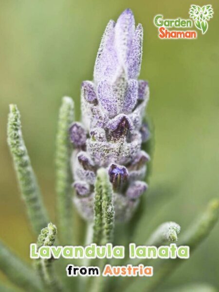 GardenShaman.eu - Woll-Lavendel, Lavandula lanata seeds Samen