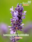 GardenShaman.eu - Lavandula latifolia