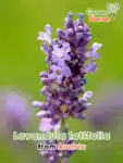 GardenShaman.eu - Lavandula latifolia - Großer Speik-Lavendel Samen, seeds