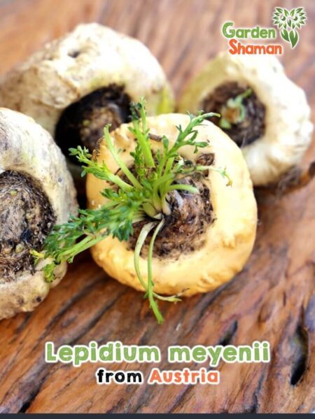 GardenShaman.eu - Maca Lepidium meyenii seeds seeds