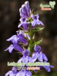 GardenShaman.eu - Lobelia siphilitica