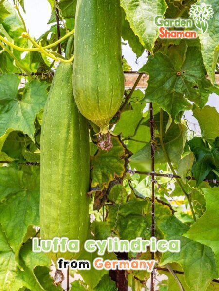 GardenShaman.eu - Luffa cylindrica Semillas de pepino Luffa