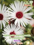 GardenShaman.eu - Mesembryanthemum crystallinum white