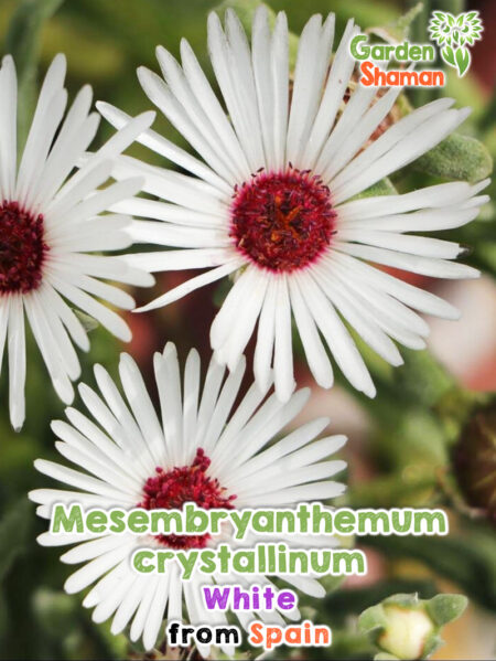 GardenShaman.eu - Mesembryanthemum crystallinum white, blanc, herbe de glace graines