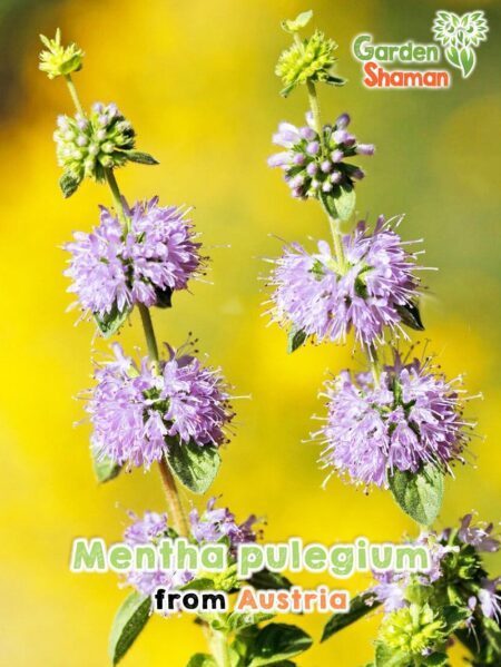 Gardenshaman.eu - Polei mint, Mentha pulegium seeds, Seeds