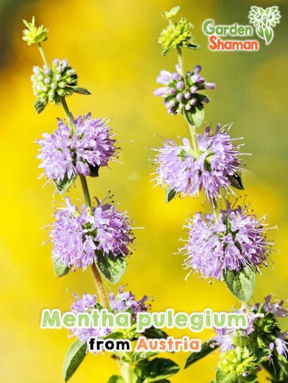 Gardenshaman.eu - Polei-Minze, Mentha pulegium seeds, Samen