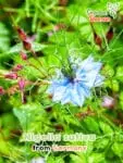 GardenShaman.eu - Nigella sativa