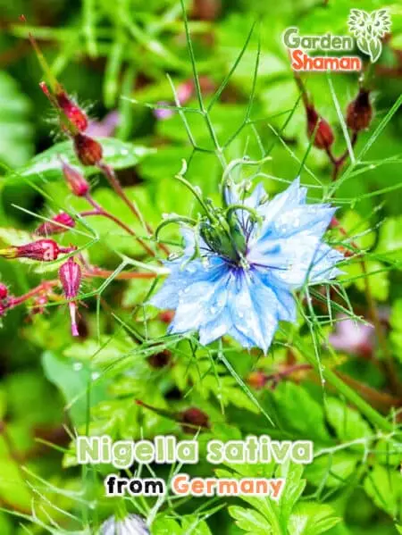 GardenShaman.eu - Nigella sativa seeds Samen