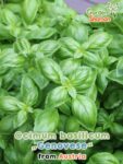 GardenShaman.eu – Ocimum basilicum Genovese