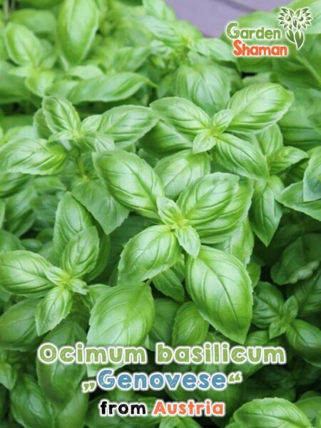 GardenShaman.eu - Ocimum basilicum Genovese Basilikum seeds Samen