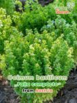 GardenShaman.eu - Ocimum basilicum Palla compacto