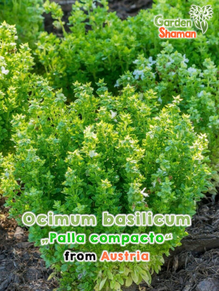 GardenShaman.eu - Albahaca Compacta, Ocimum basilicum, Palla Compacta semillas
