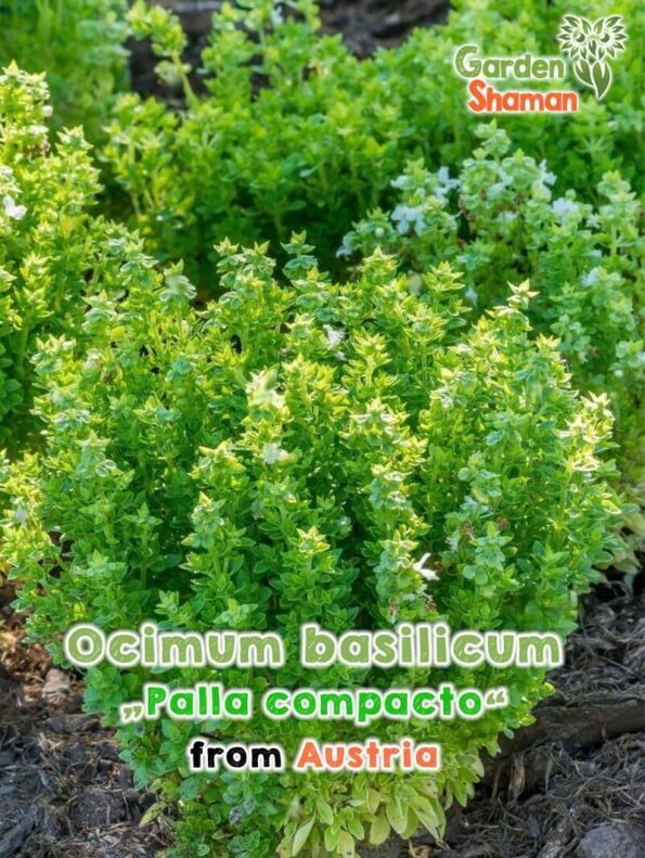 GardenShaman.eu - Compact Basil, Ocimum basilicum, Palla Compacta seeds seeds