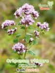 GardenShaman.eu – Origanum vulgare wild form