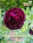 GardenShaman.eu - Papaver poeniflorum Black Peony