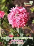 GardenShaman.eu - Papaver poeniflorum Pink Peony 2