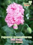 GardenShaman.eu - Papaver poeniflorum Pink Peony 2